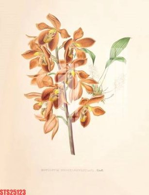 File gốc in mica Tranh sơn dầu phương tây tổng hợp STS25123 chất lượng