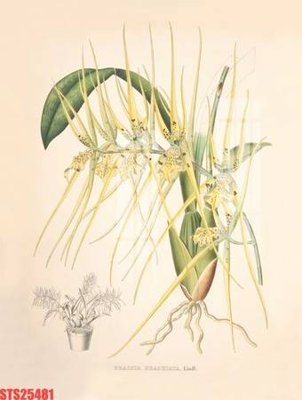 File gốc Tranh sơn dầu phương tây tổng hợp STS25481 (in lụa) hoa văn cổ điển