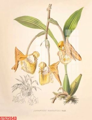 Tải file tranh Tranh sơn dầu phương tây tổng hợp STS25543 (gốc) tại Filetranh.com