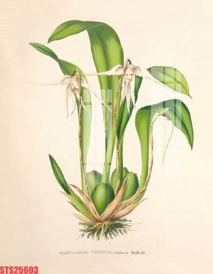 File tranh Tranh sơn dầu phương tây tổng hợp STS25603 (ảnh gốc) độc quyền