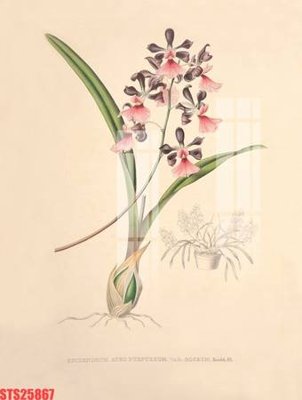 File gốc Tranh sơn dầu phương tây tổng hợp STS25867 (PNG) trong suốt (transparent)