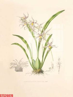 Tải file Tranh sơn dầu phương tây tổng hợp STS26078 (ảnh gốc) độ phân giải 300dpi