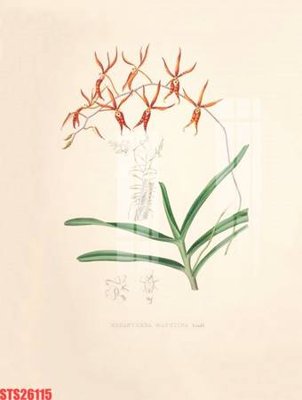 File tranh in trần Tranh sơn dầu phương tây tổng hợp STS26115 (ảnh gốc siêu nét)