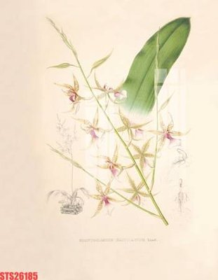 File ảnh Tranh sơn dầu phương tây tổng hợp STS26185 (gốc) in Hiflex