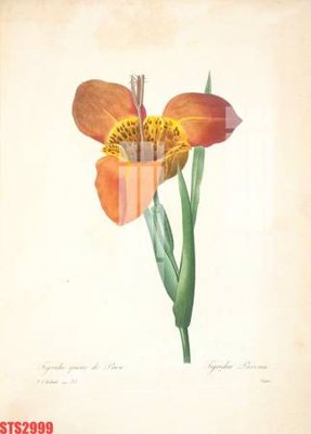 File tranh Tranh sơn dầu phương tây tổng hợp STS2999 (gốc) chủ đề thiên nhiên