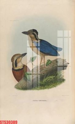 Tệp tin gốc Tranh sơn dầu phương tây tổng hợp STS30389 (chất lượng cao) Tranh sơn dầu phương tây tổng hợp STS30389