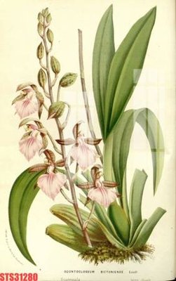 File tranh Tranh sơn dầu phương tây tổng hợp STS31280 (gốc) in vải canvas