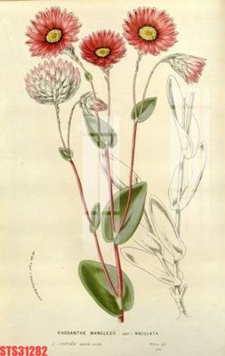 Tải file Tranh sơn dầu phương tây tổng hợp STS31282 (gốc) in ấn ngay lập tức