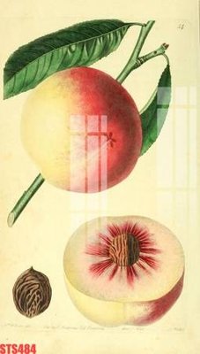 Mua file ảnh gốc Tranh sơn dầu phương tây tổng hợp STS484 (chất lượng cao)