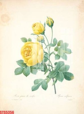 Tải file gốc Tranh sơn dầu phương tây tổng hợp STS5356 (in không vỡ ảnh)