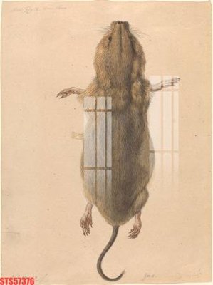 File gốc Tranh sơn dầu phương tây tổng hợp STS57376 (phong cách) tối giản