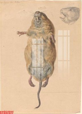 Download file Tranh sơn dầu phương tây tổng hợp STS57377 (gốc) in mica đèn LED