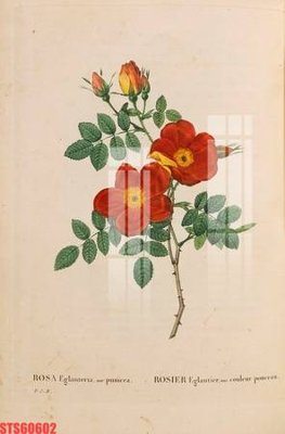 File gốc in mica Tranh sơn dầu phương tây tổng hợp STS60602 chất lượng