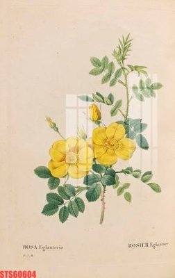 Tải file Tranh sơn dầu phương tây tổng hợp STS60604 (PSD) cho in ấn quảng cáo