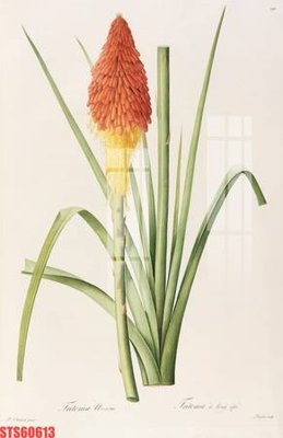 File in ấn Tranh sơn dầu phương tây tổng hợp STS60613 chuyên nghiệp