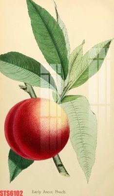 Tải file Tranh sơn dầu phương tây tổng hợp STS6102 (ảnh gốc) file AI/EPS