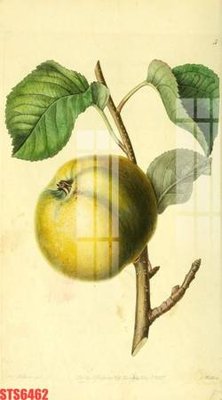 Ảnh gốc Tranh sơn dầu phương tây tổng hợp STS6462 (độ nét cao) in mica