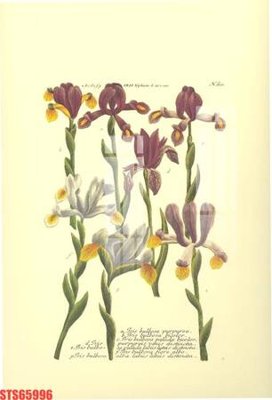 File gốc Tranh sơn dầu phương tây tổng hợp STS65996 (chuẩn màu) cho in offset