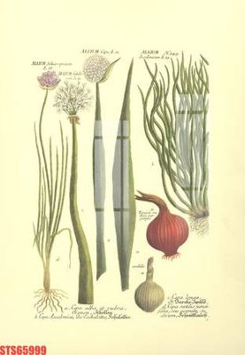 File gốc Tranh sơn dầu phương tây tổng hợp STS65999 (ảnh chi tiết) để in ấn