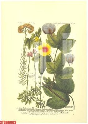 Chi tiết file gốc Tranh sơn dầu phương tây tổng hợp STS66003 (cho in tráng gương)