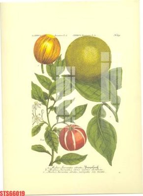 File tranh Tranh sơn dầu phương tây tổng hợp STS66019 (gốc) in backlit film