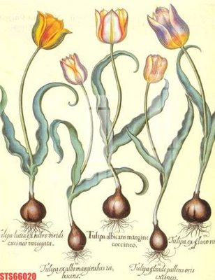 File tranh gốc Tranh sơn dầu phương tây tổng hợp STS66020 (bản quyền) độc đáo