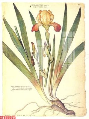 Hình ảnh file gốc in trần nhà Tranh sơn dầu phương tây tổng hợp STS66025