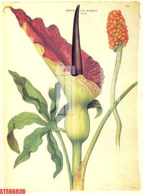 File ảnh Tranh sơn dầu phương tây tổng hợp STS66036 (gốc) in biển hiệu