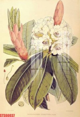 Hình ảnh file gốc Tranh sơn dầu phương tây tổng hợp STS66037 (chất lượng cao)