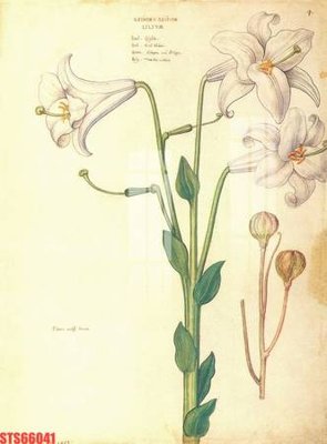 File gốc Tranh sơn dầu phương tây tổng hợp STS66041 (phiên bản chuẩn) để in ấn