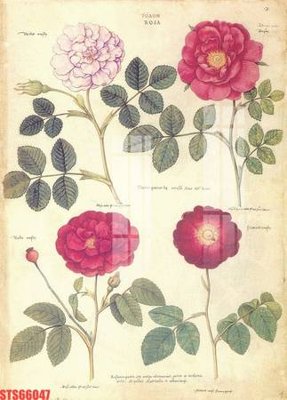 Download file gốc Tranh sơn dầu phương tây tổng hợp STS66047 (in lụa) hoa lá