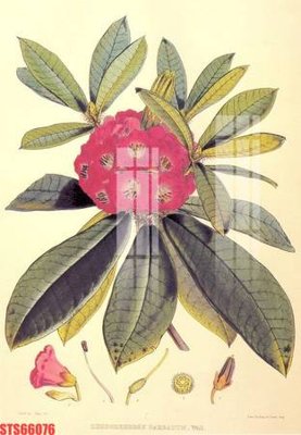 File tranh Tranh sơn dầu phương tây tổng hợp STS66076 (ảnh gốc) in trần nhà