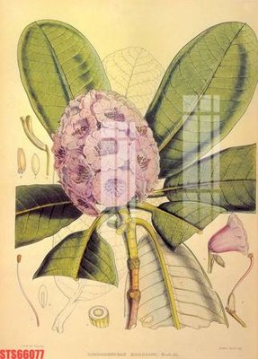 Tải file Tranh sơn dầu phương tây tổng hợp STS66077 (gốc) làm file thiết kế