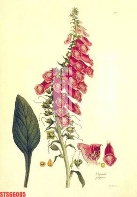 File tranh gốc Tranh sơn dầu phương tây tổng hợp STS66085 (bản quyền) độc đáo