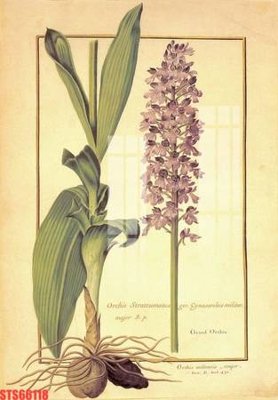 File tranh Tranh sơn dầu phương tây tổng hợp STS66118 (bản gốc) in lụa dán tường