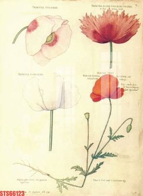 Mua file ảnh gốc Tranh sơn dầu phương tây tổng hợp STS66123 (chất lượng cao)