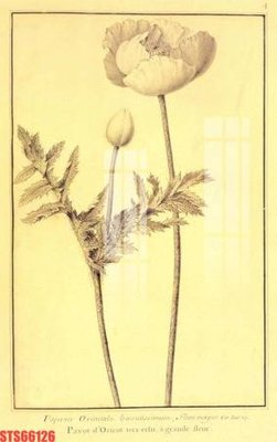 File gốc Tranh sơn dầu phương tây tổng hợp STS66126 (phiên bản chuẩn) để in ấn