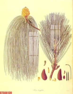 File gốc Tranh sơn dầu phương tây tổng hợp STS66130 (cho in ấn) từ Filetranh.com