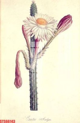 File tranh gốc Tranh sơn dầu phương tây tổng hợp STS66143 (bản quyền) Filetranh.com