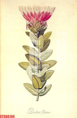 Tải về hình ảnh gốc Tranh sơn dầu phương tây tổng hợp STS66144 sắc nét