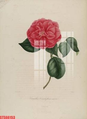 Chi tiết file gốc Tranh sơn dầu phương tây tổng hợp STS66153 (cho in tráng gương)