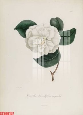 File tranh gốc Tranh sơn dầu phương tây tổng hợp STS66157 (bản quyền) file PSD