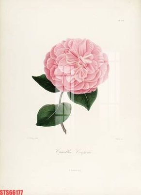 File in ấn Tranh sơn dầu phương tây tổng hợp STS66177 (bản gốc) từ file gốc