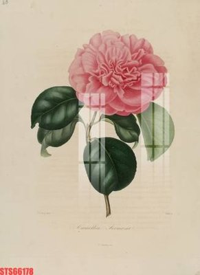 File PSD Tranh sơn dầu phương tây tổng hợp STS66178 (gốc) cho in quảng cáo