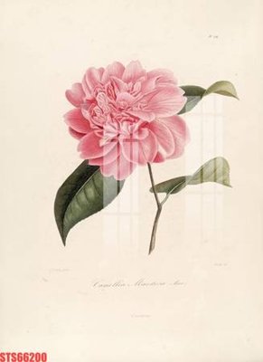 File gốc Tranh sơn dầu phương tây tổng hợp STS66200 (cho in ấn) từ Filetranh.com