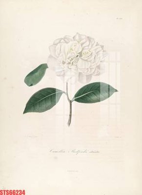 Tải file Tranh sơn dầu phương tây tổng hợp STS66234 (gốc) chủ đề hoa sen