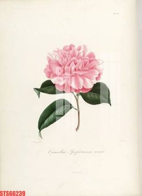 Tải file Tranh sơn dầu phương tây tổng hợp STS66239 (ảnh gốc) in tranh kính