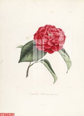 Tải xuống file tranh gốc Tranh sơn dầu phương tây tổng hợp STS66261 (PSD/TIFF)