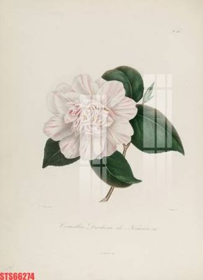 File tranh Tranh sơn dầu phương tây tổng hợp STS66274 (ảnh gốc) sắc nét hoàn hảo