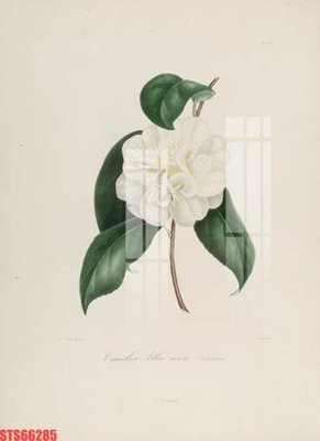 Tải về hình ảnh gốc Tranh sơn dầu phương tây tổng hợp STS66285 sắc nét